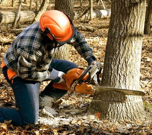 Tree Removal in Pettus, TX